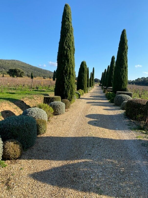 Vignes
